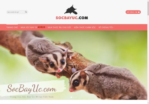 socbayuc.com